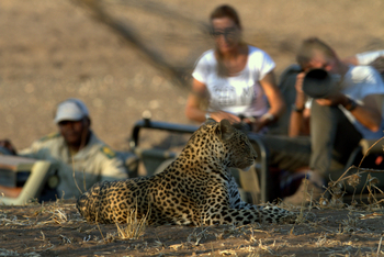 Mashatu Game Reserve: Leopard