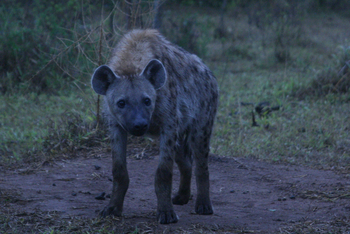 Mihingo Lodge: Hyäne