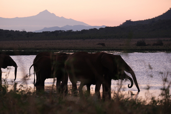 Mkomazi Wilderness Retreat: Elefanten trinken in goldener Dämmerung
