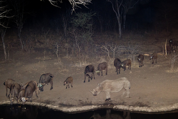 Mkulumadzi Lodge: Spitzmaulnashorn und Büffel