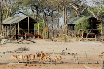 Mogogelo Camp Mogogelo Camp: Impalas vor dem Camp