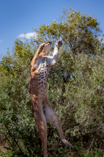 Naankuse Lodge: Karakal bei der Fütterung