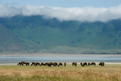 Ngorongoro Serena Safari Lodge: Gnuherde Ngorongoro Serena Safari Lodge: Gnuherde