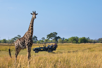 Okavango Explorers Camp Okavango Explorers Camp: Giraffe