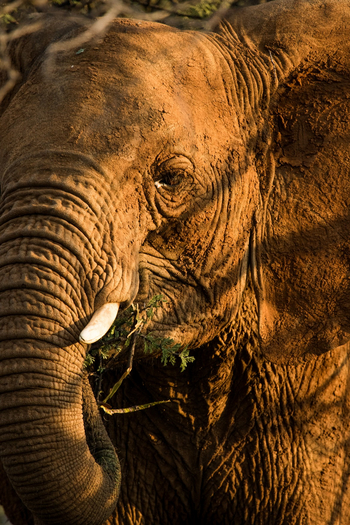 Old Traders Lodge: Elefant