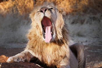 Old Traders Lodge: Gähnender Löwe