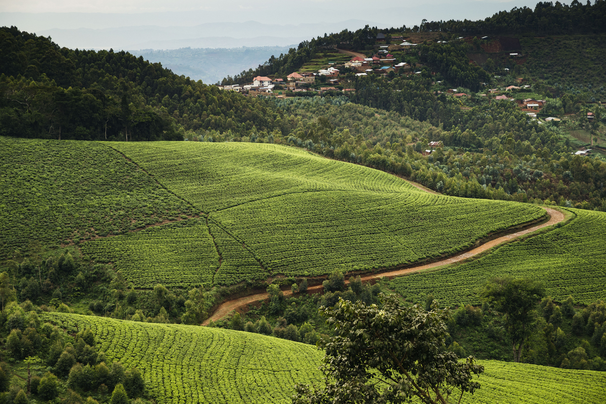 One and Only Nyungwe House