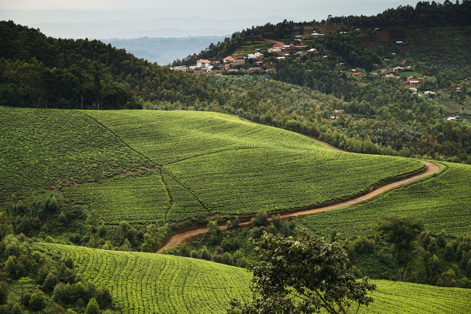 One and Only Nyungwe House One and Only Nyungwe House: Areal mit Teeplantagen
