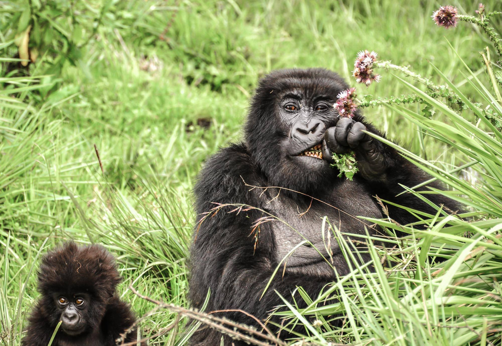 Sabyinyo Silverback Lodge Sabyinyo Silverback Lodge: Struppiges Baby mit Mutter