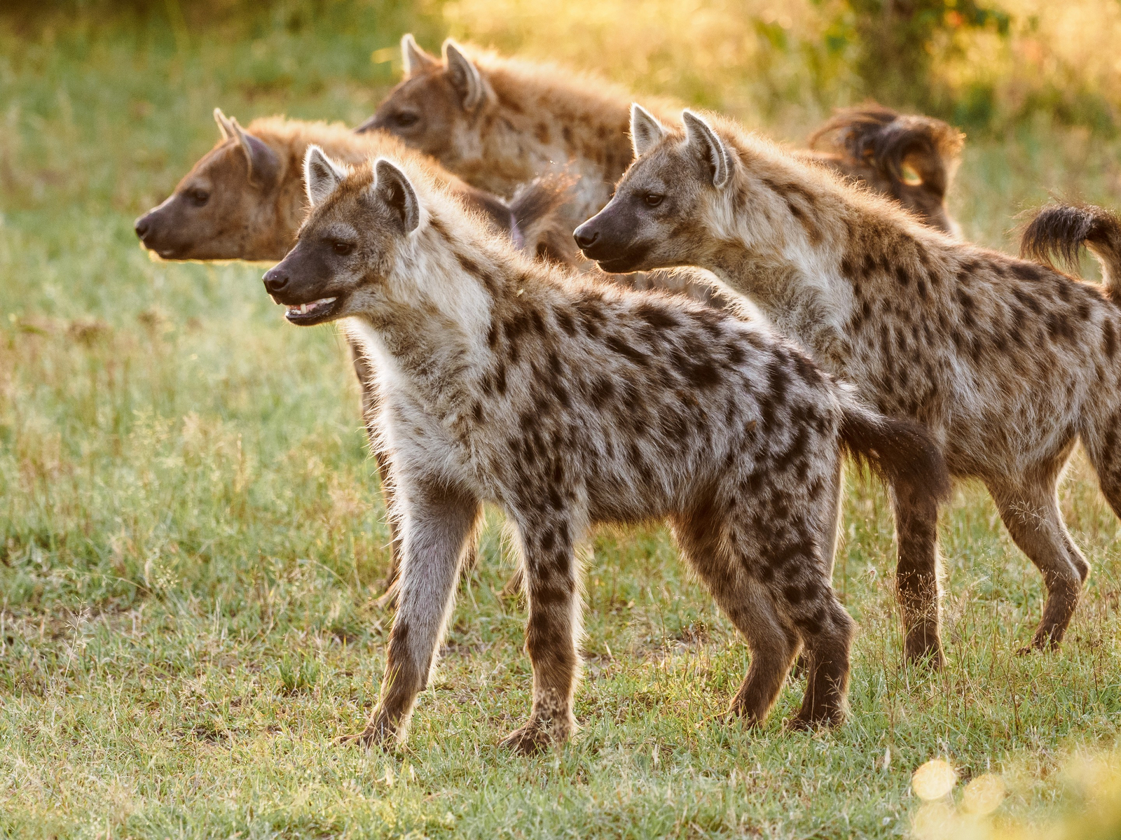 Saruni Eagle View Saruni Eagle View: Tüpfelhyänen