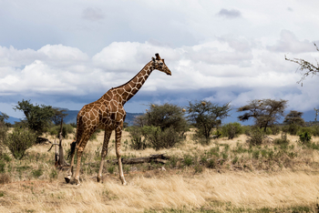 Saruni Samburu: Netzgiraffe