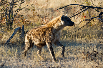 Savuti Camp Savuti Camp: Hyäne