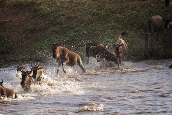 Serian Serengeti Lamai: Migration Crossing