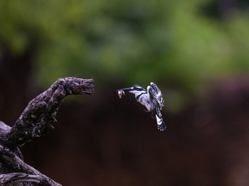 Sungani Lodge Sungani Lodge: Graufischer