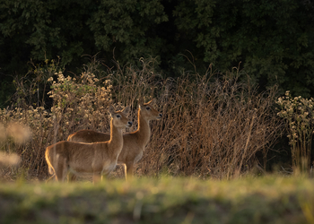 Sungani Lodge Sungani Lodge: Pukus