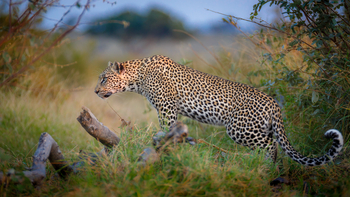 Tanda Tula Safari Camp: Leopard