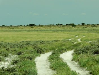 Tau Pan Camp Tau Pan Camp: Piste