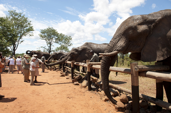 The Elephant Camp: Elephant Interaction