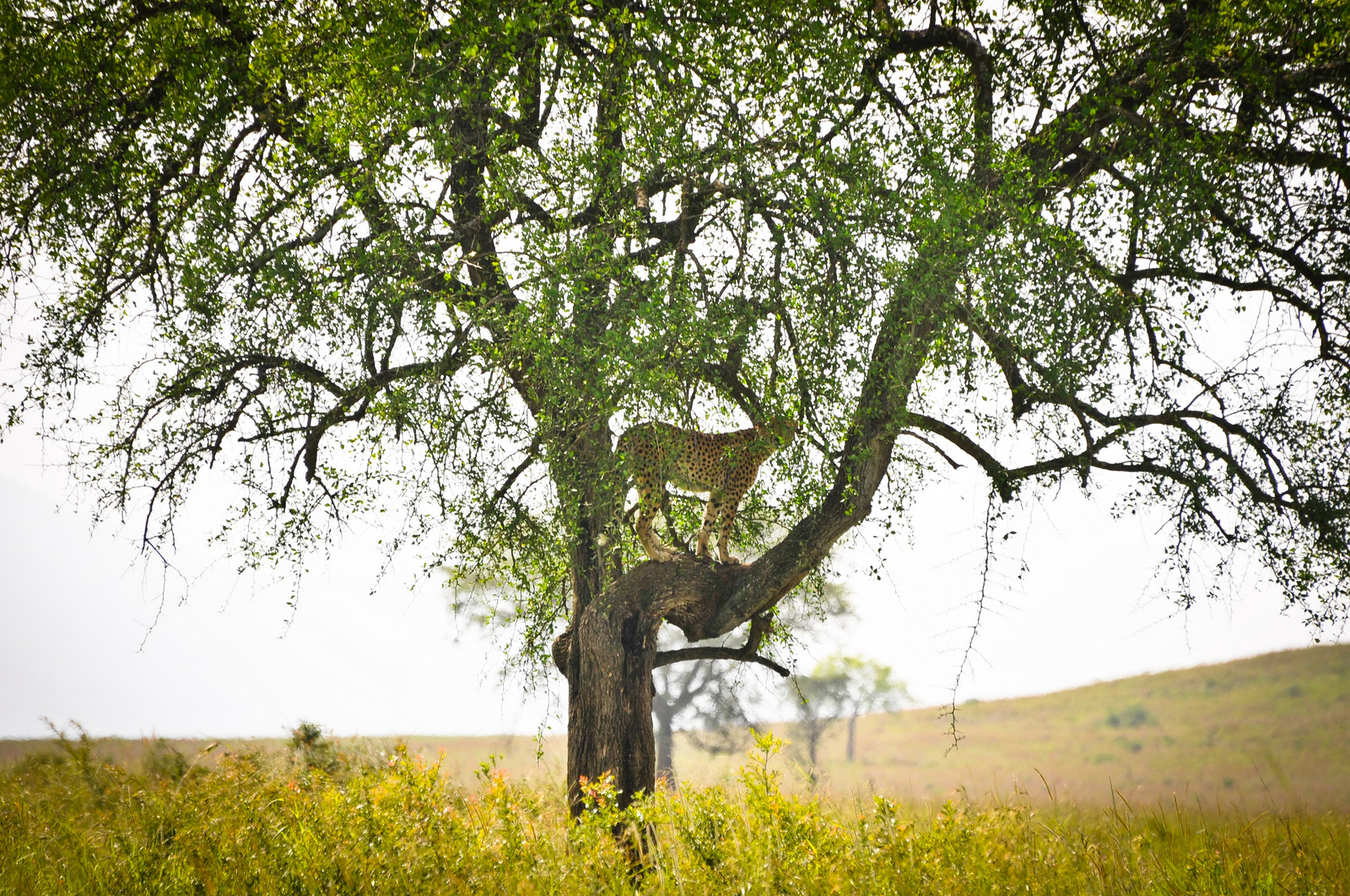 Kidepo National Park Kidepo National Park