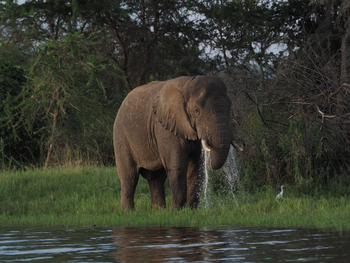Wilderness Magashi Peninsula: Durstiger Elefant