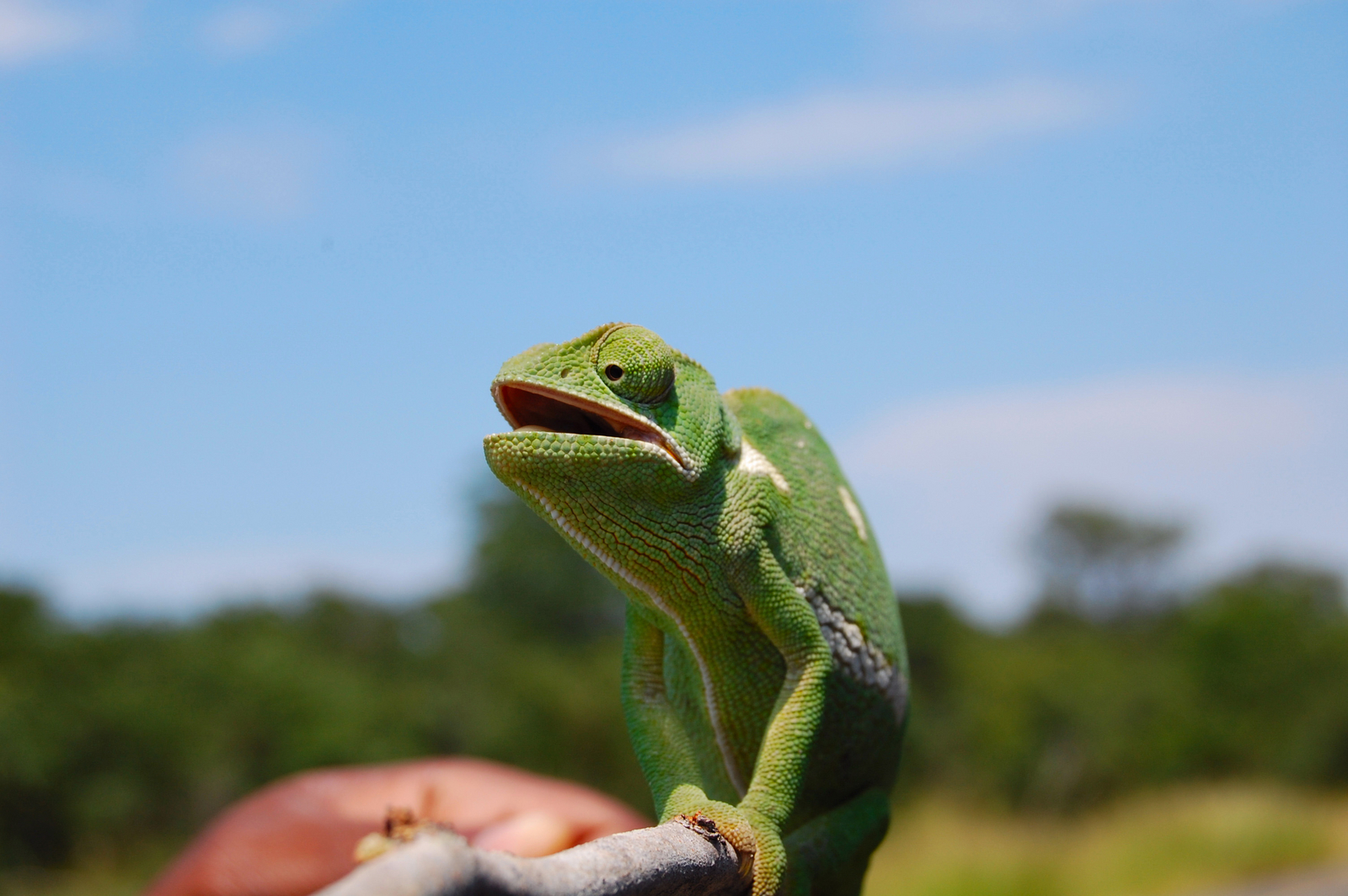 Muchenje Safari Lodge Muchenje Safari Lodge: Chamäleon