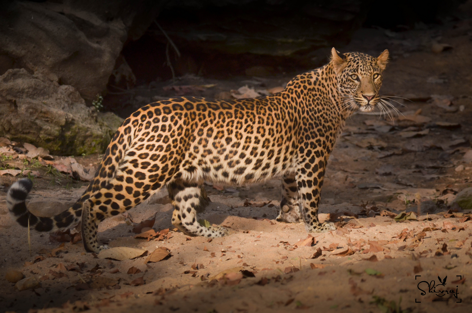 Bandhavgarh Jungle Lodge Bandhavgarh Jungle Lodge: Leopard
