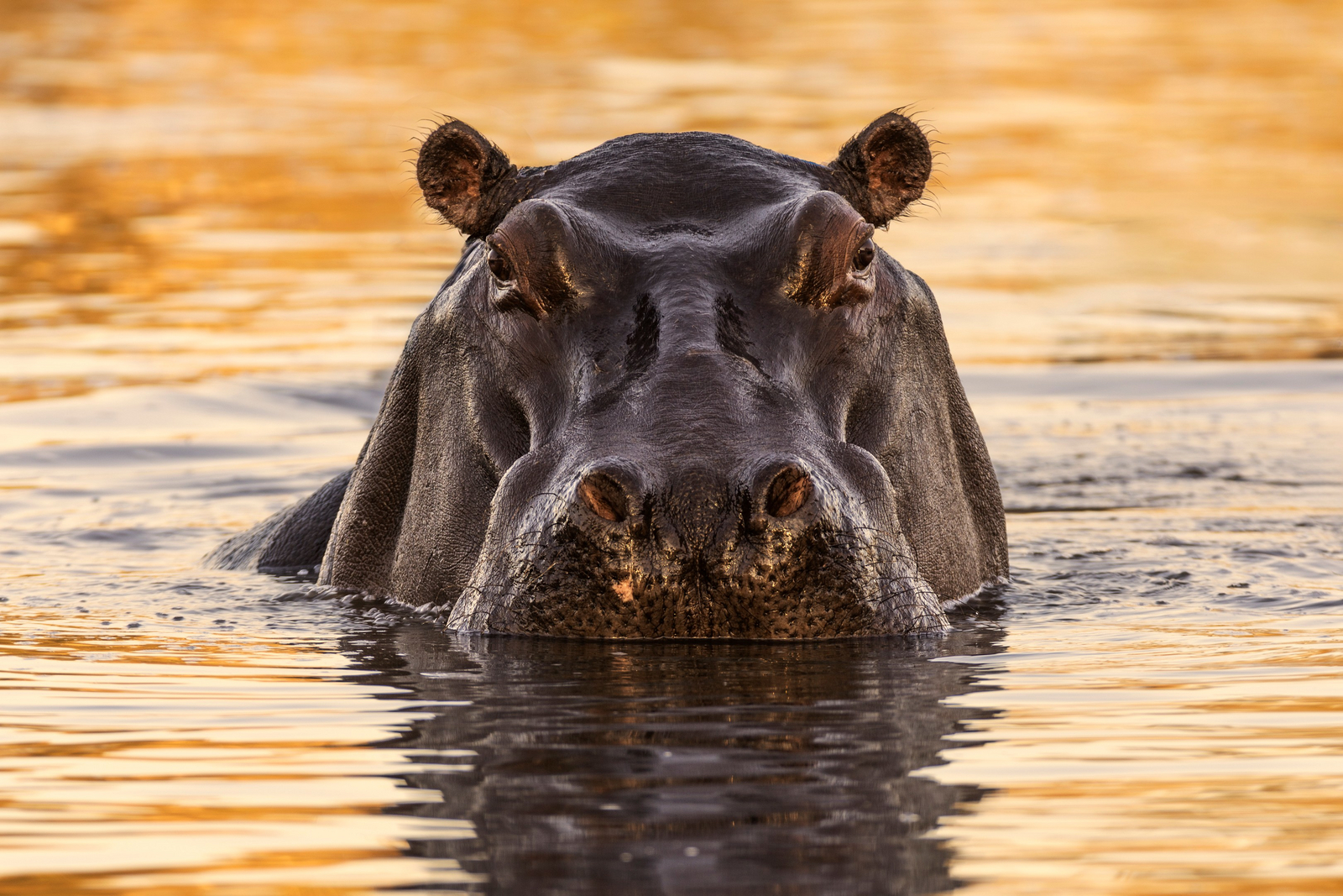 Camp Khwai Camp Khwai: Hippo