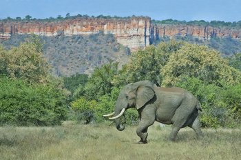 Chilo Gorge Safari Lodge: Elefant vor den Chilojo Cliffs