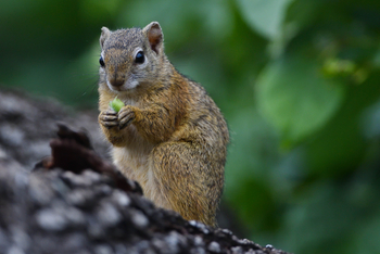Chilo Ivory Trail Adventure: Tree-Squirrel