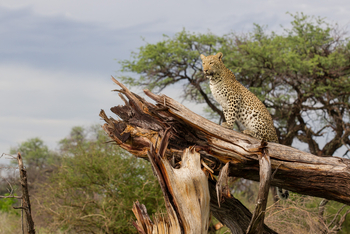 Chitabe Lediba: Leopard