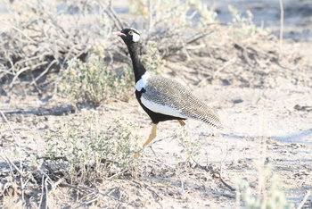 Dolomite Camp: Northern Black Koorhaan