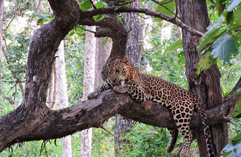 Flame of the Forest Safari Lodge: Ruhender Leopard