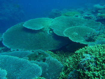 Fundu Lagoon: Tauchen