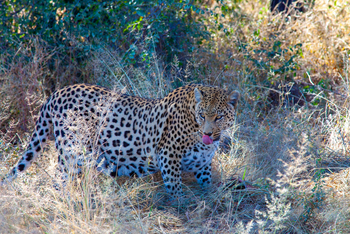 Harnas Guest Farm Harnas Guest Farm: Leopard