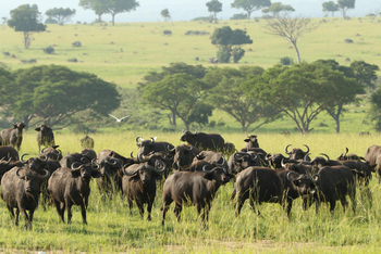 Ishasha Wilderness Camp: Büffelin der Savanne