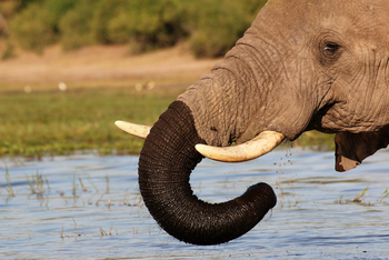 Island Safari Lodge: Elefant im Wasser