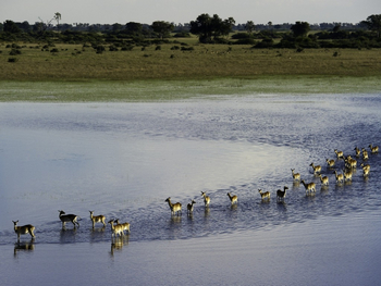 Jacana Camp: Rote Moorantilopen im Wasser