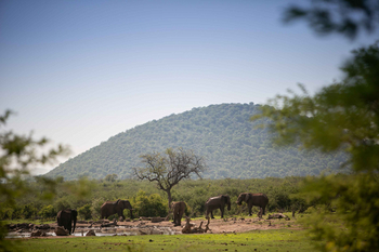 Jamala Madikwe: Elefantenherde am Wasserloch im Morgenlicht