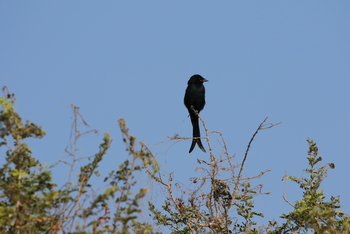 Jawai Jawai: Fork-tailed Drongo