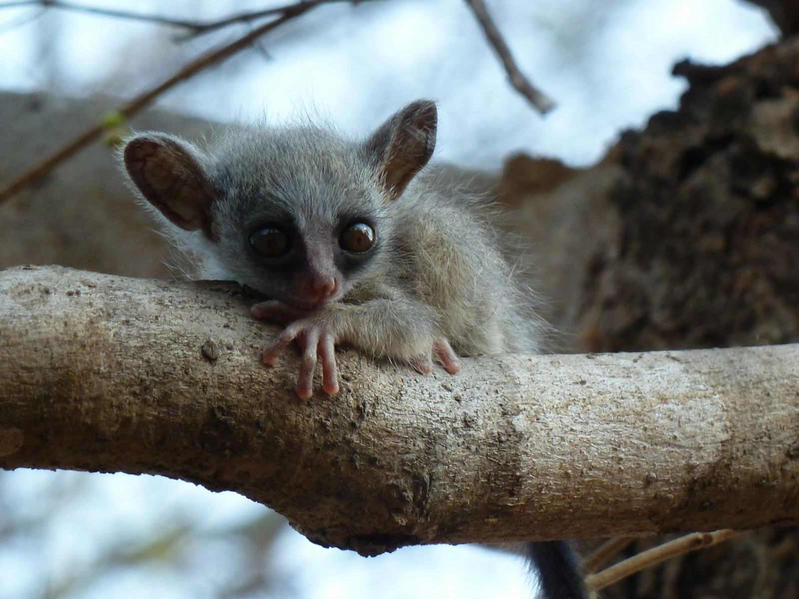KaingU Safari Lodge KaingU Safari Lodge: Galago