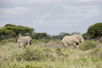 Kambi ya Tembo: Walking Safari
