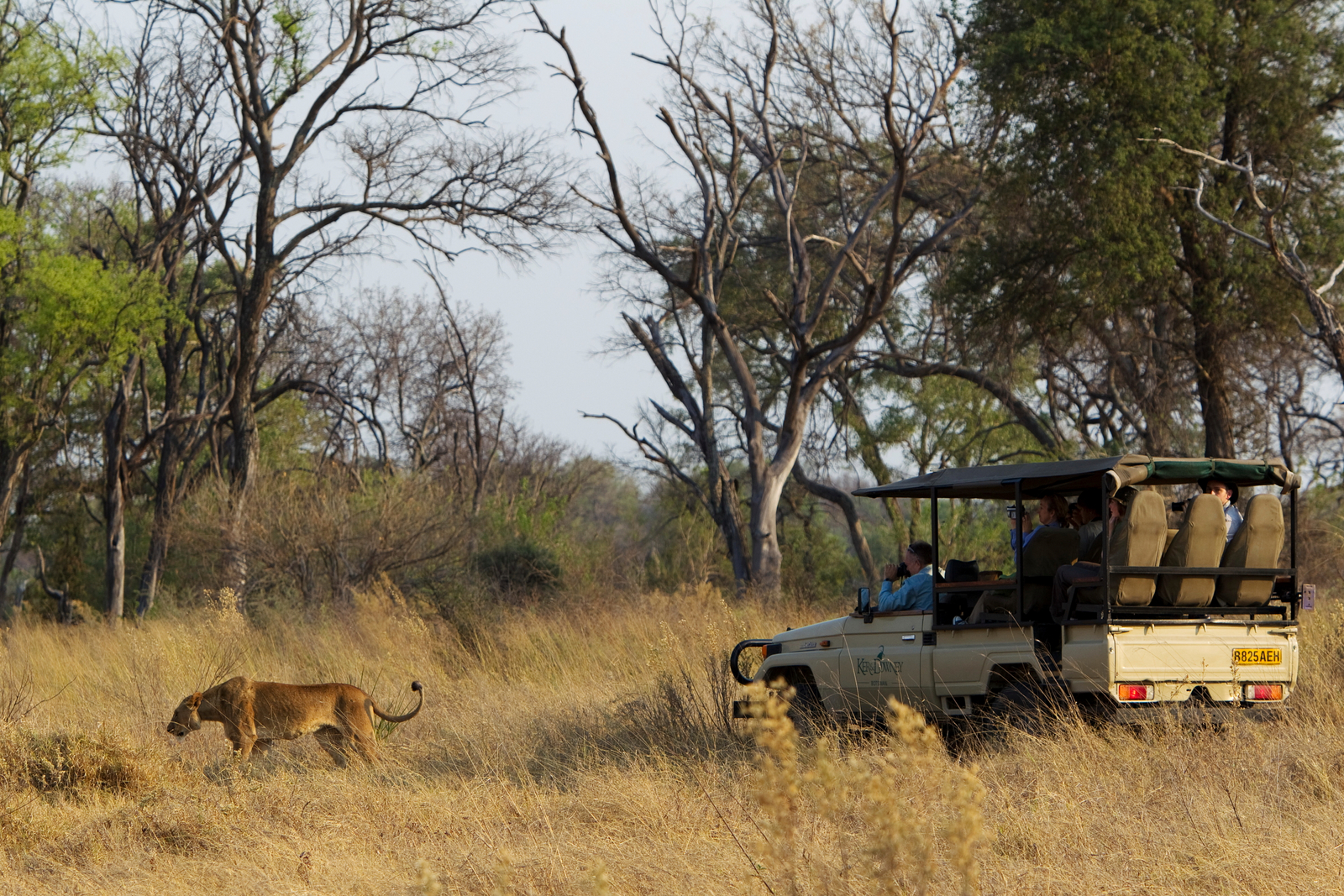 Kanana Camp Kanana Camp: Löwenbegegnung