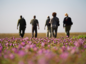 King Lewanika Lodge: Blumenwiese