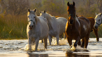 Kujwana Camp: Pferde im kühlen Nass