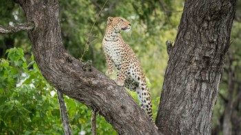 Kweene Trails: Leopard