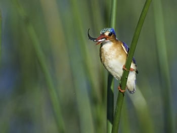 Kwetsani Camp: Malachit-Eisvogel