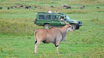 Loldia House: Elenantilope