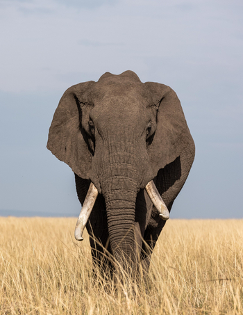 Mahali Mzuri: Old Tusker