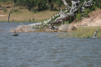 Musango Safari Camp: Kudu am Ende seines Lebens