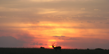 Naboisho Camp: Antilope vor der Sonne
